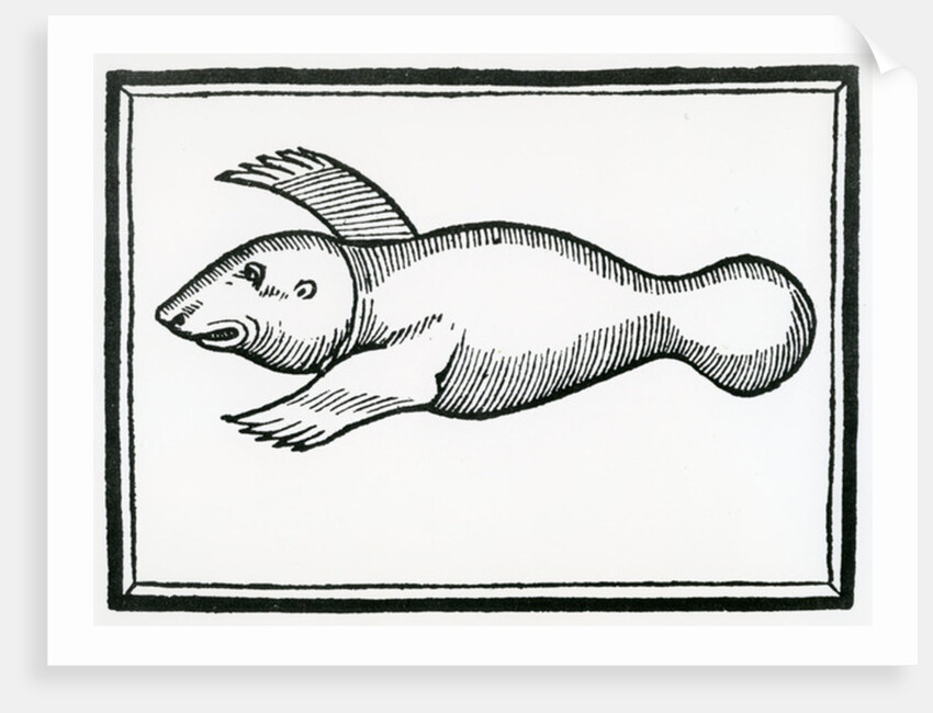 A Fish called 'Manati' by Christopher Columbus