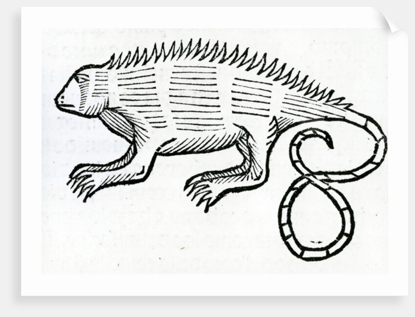 Iguana from 'la Historia general de las Indias' 1547 by Christopher Columbus