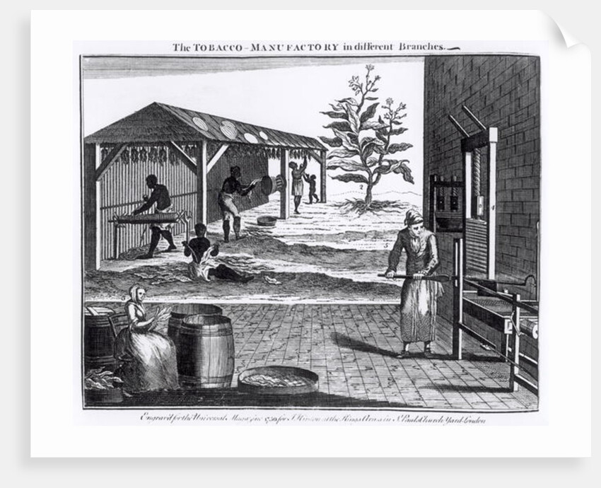 The Tobacco Manufactory in Different Branches, engraved for the Universal Magazine, 1750 by English School