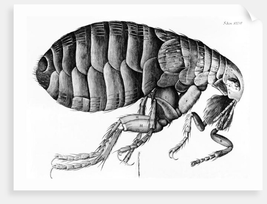 A Flea from Microscope Observation by Robert Hooke, 1665 by English School