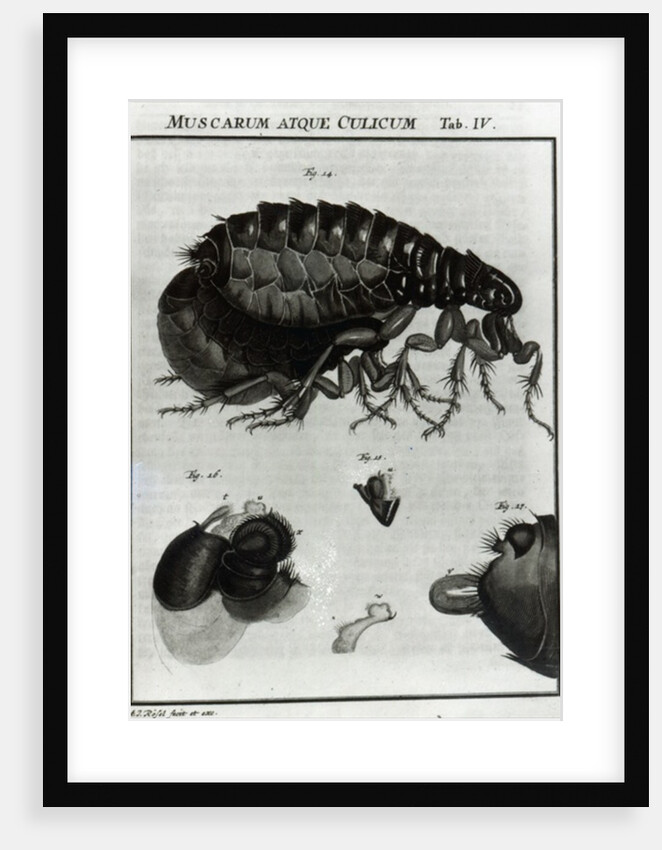 Table IV of Flies and Fleas by Johannes Augustin Rosel von Rosenhof
