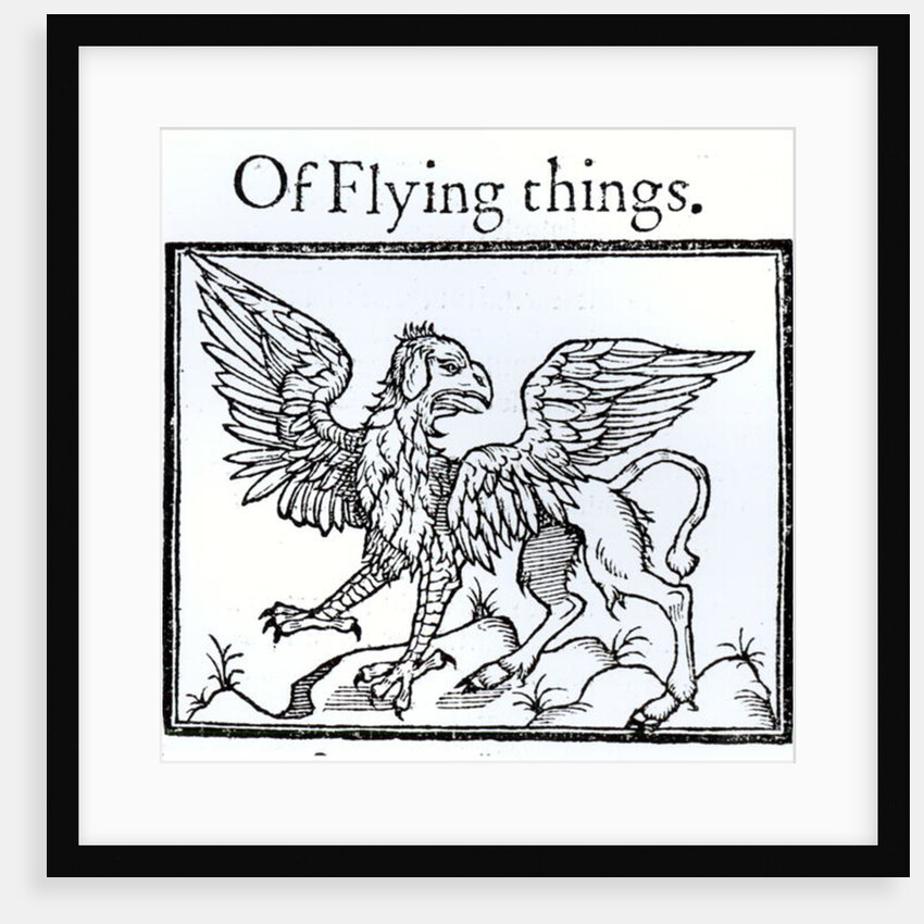 A Griffin by English School
