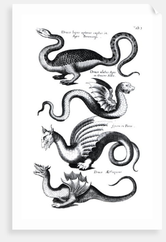 Four types of dragon by English School