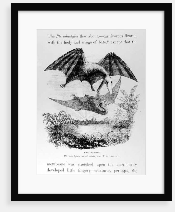 Bat-Lizards by English School