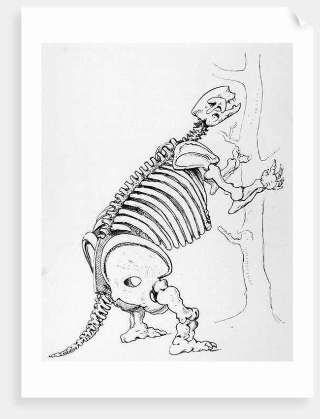 Skeleton of a Mylodon by English School