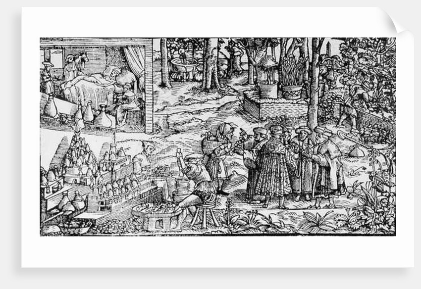 Medical Herb Cultivation, 1531 by English School