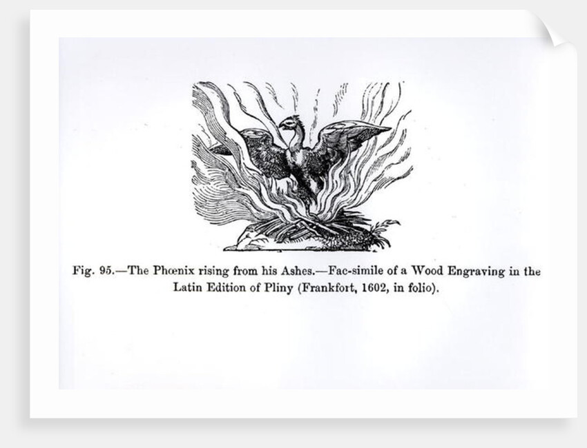 The Phoenix rising from his ashes, from a Latin edition of Pliny published in Frankfurt in 1602 by German School