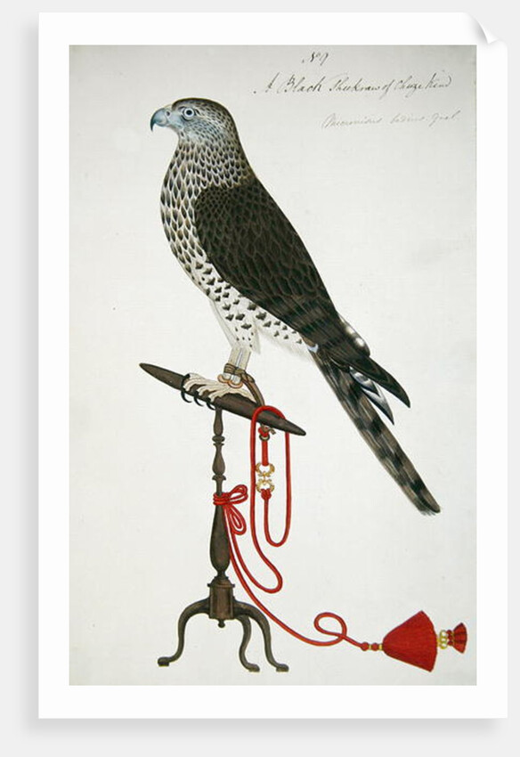 Indian Sparrow-Hawk by School English