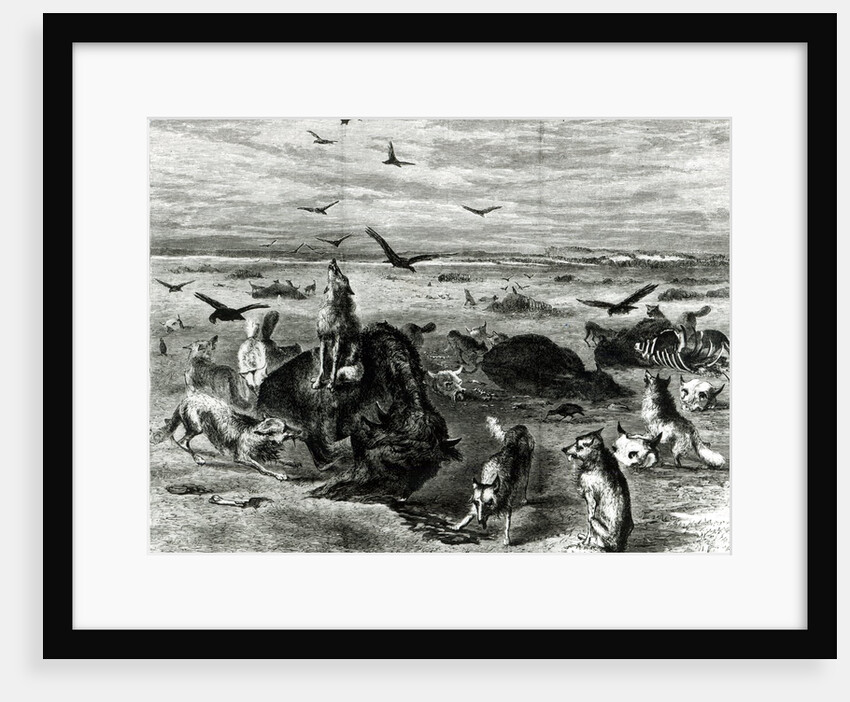 Slaughter of Buffaloes on the Plains by Theodore Russell (after) Davis