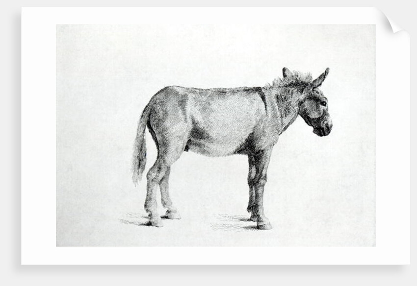 Donkey 1766 by George Stubbs