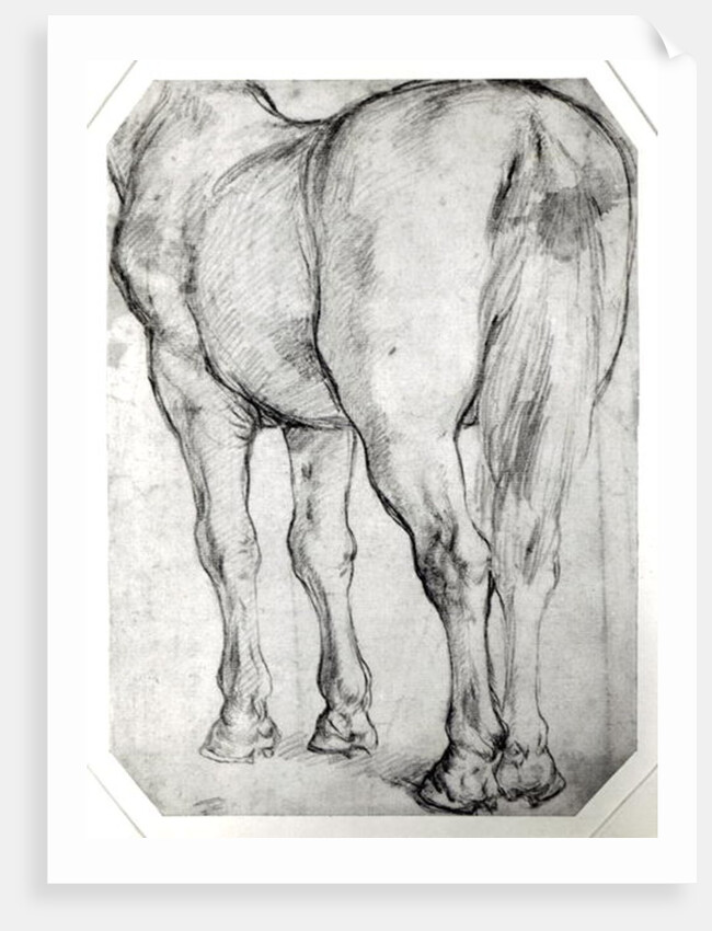 Horse's Rear by Peter Paul Rubens