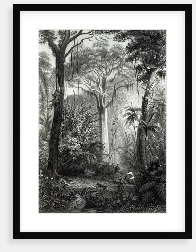 Scene in a Brazilian Forest engraved by J.Bishop by Henry George Hine