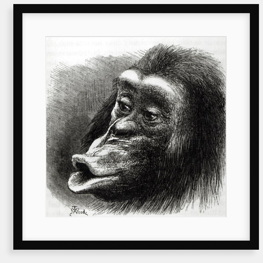 Chimpanzee Disappointed and Sulky by English School