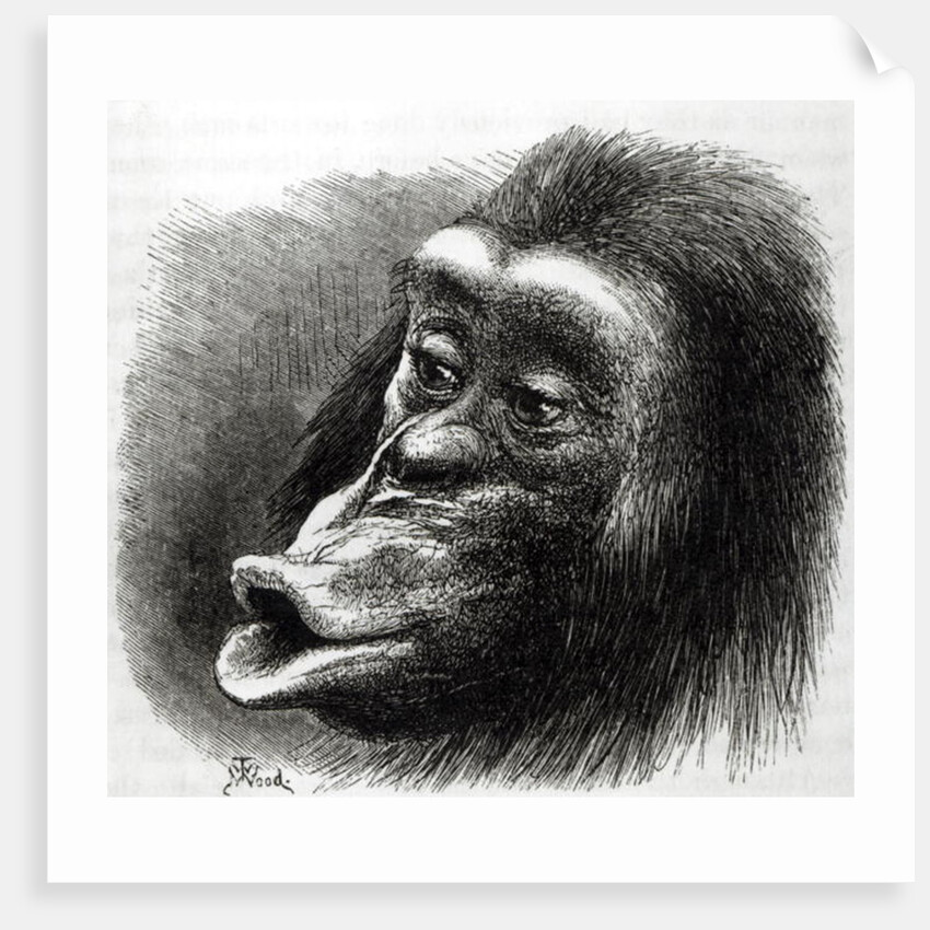 Chimpanzee Disappointed and Sulky by English School