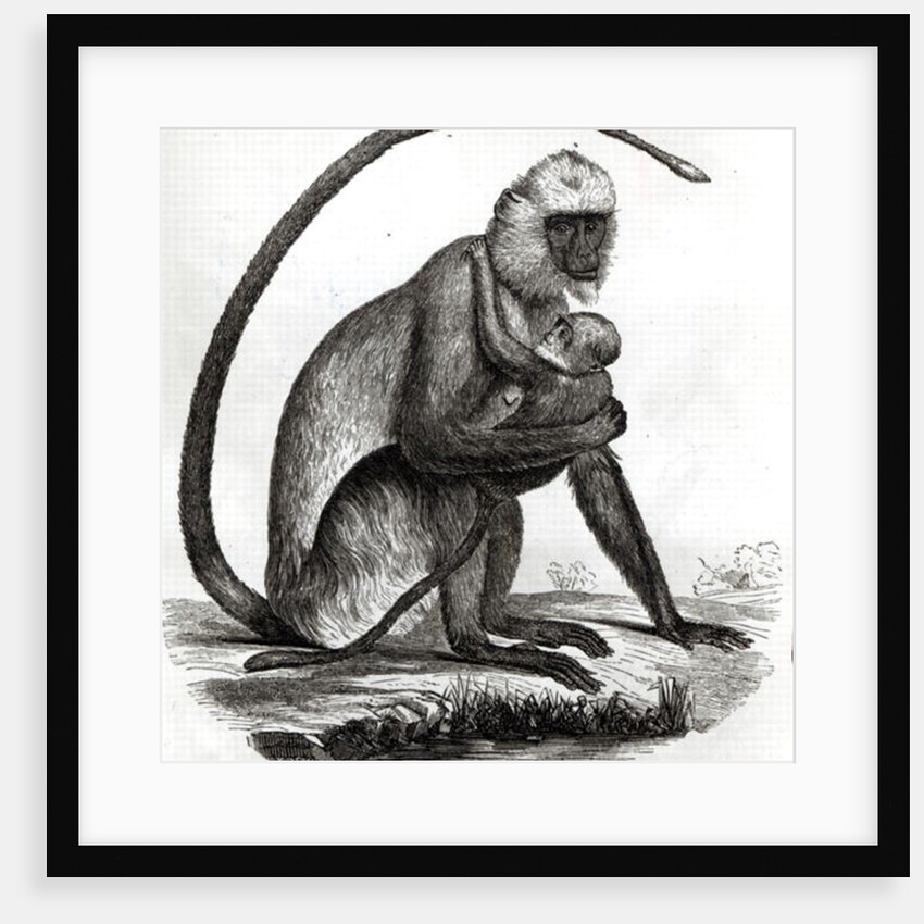 Brazilian Monkey by French School