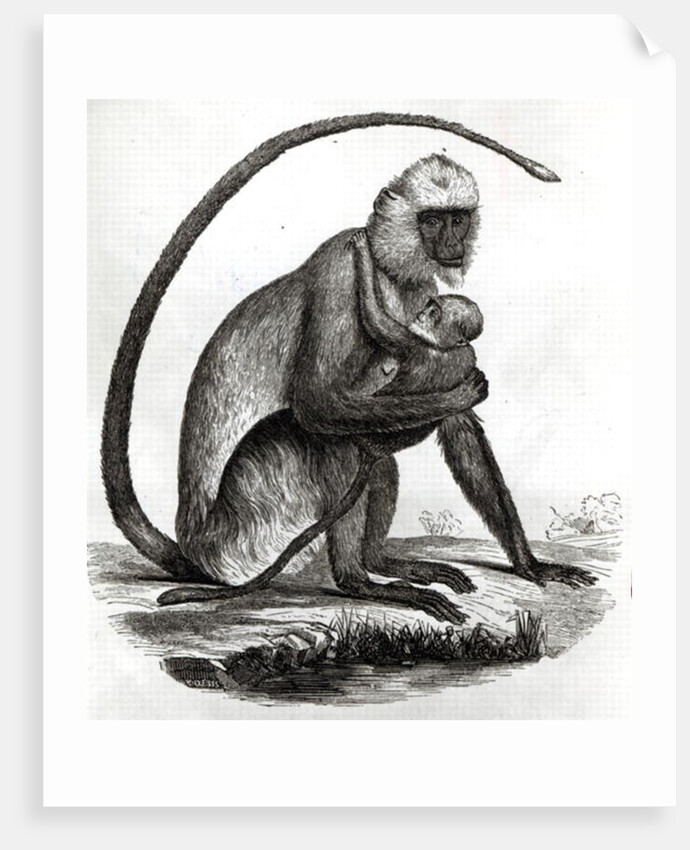 Brazilian Monkey by French School