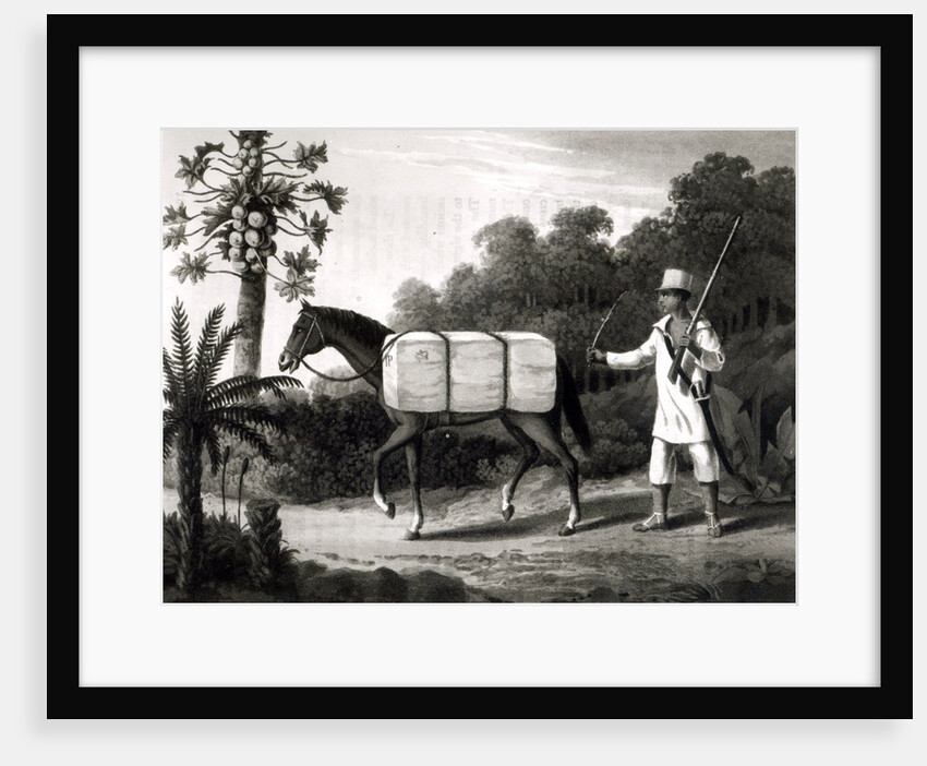 A Cotton Carrier by English School