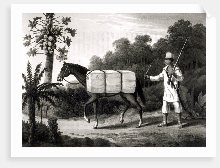 A Cotton Carrier by English School