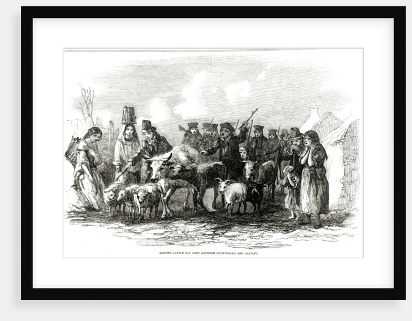 Driving Cattle for Rent between Ouchterard and Galway by English School
