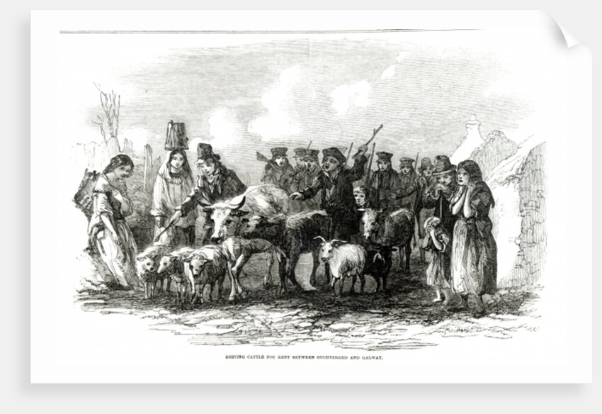 Driving Cattle for Rent between Ouchterard and Galway by English School