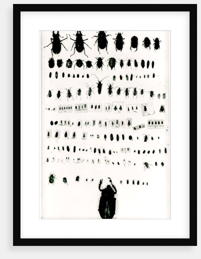 Darwin's insect collection by Anonymous