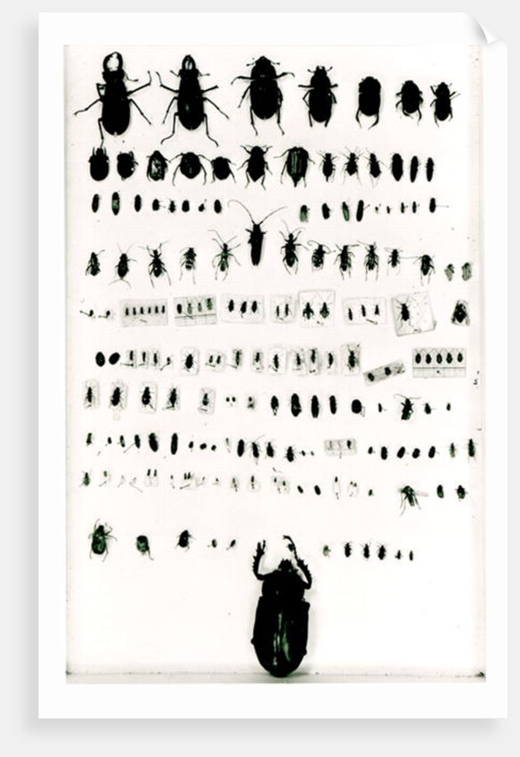 Darwin's insect collection by Anonymous