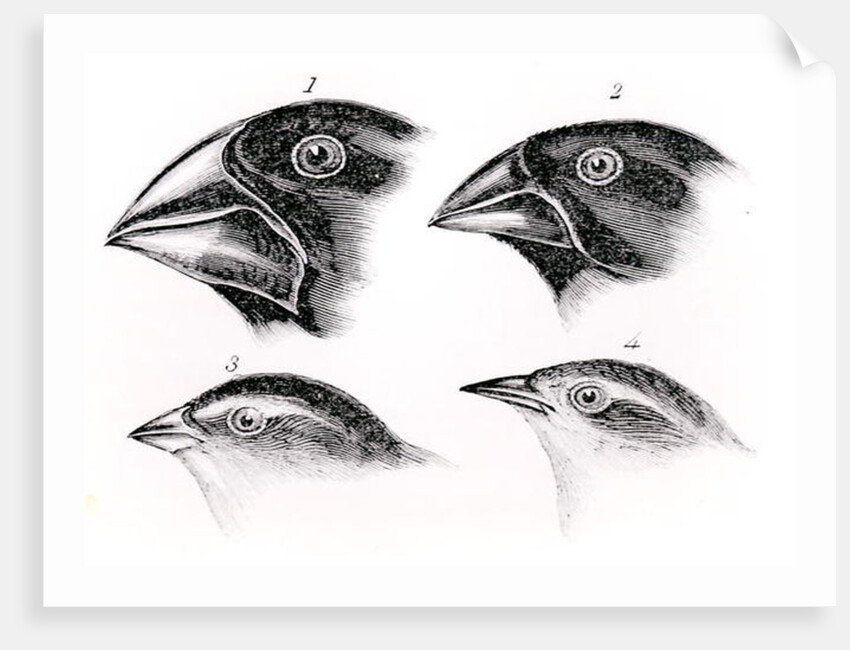 Darwin's Bird Observations by English School