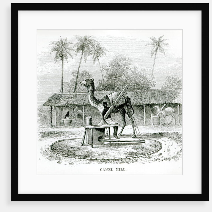 Camel Mill by English School