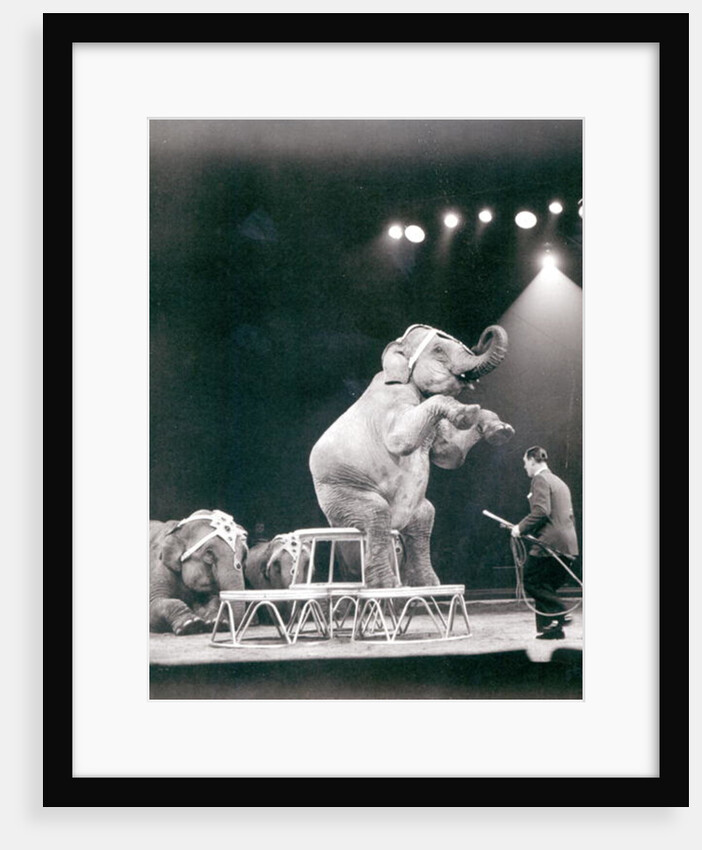 Elephant performing in a Circus by Anonymous