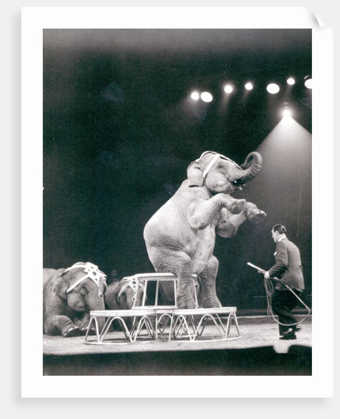 Elephant performing in a Circus by Anonymous