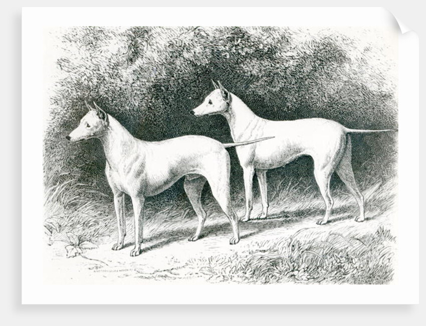 Mr. Vero Shaw's White English Terriers 'Sylvio' and 'Sylph' by School English