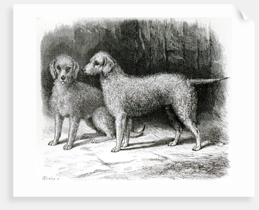 Bedlington Terriers- Mr. F. Armstrong's 'Rosebud' and Mr. A. Armstrong's 'Nailor' by School English