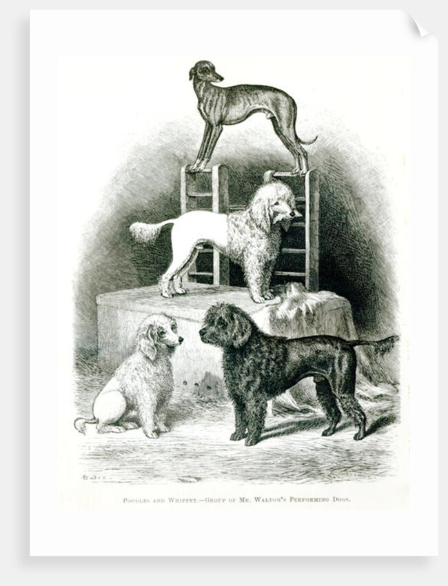 Poodles and Whippet - Group of Mr. Walton's Performing Dogs by School English