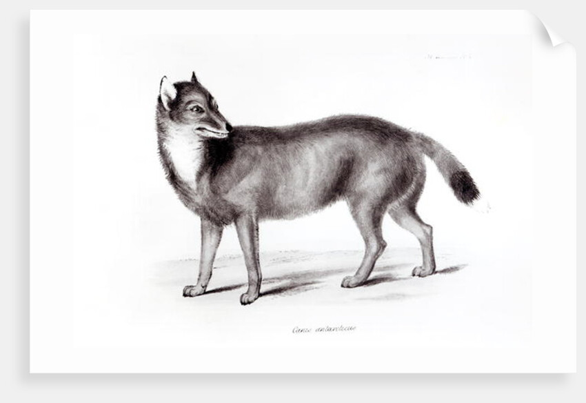 Canis Antarcticus by School English