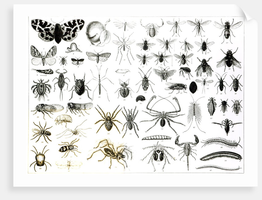 Entomology, Myriapoda and Arachnida by School English