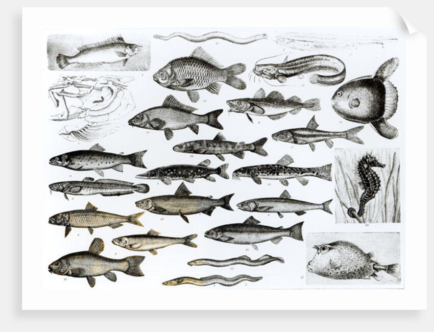 Ichthyology, Osseous Fishes, Marisipobranchs by School English