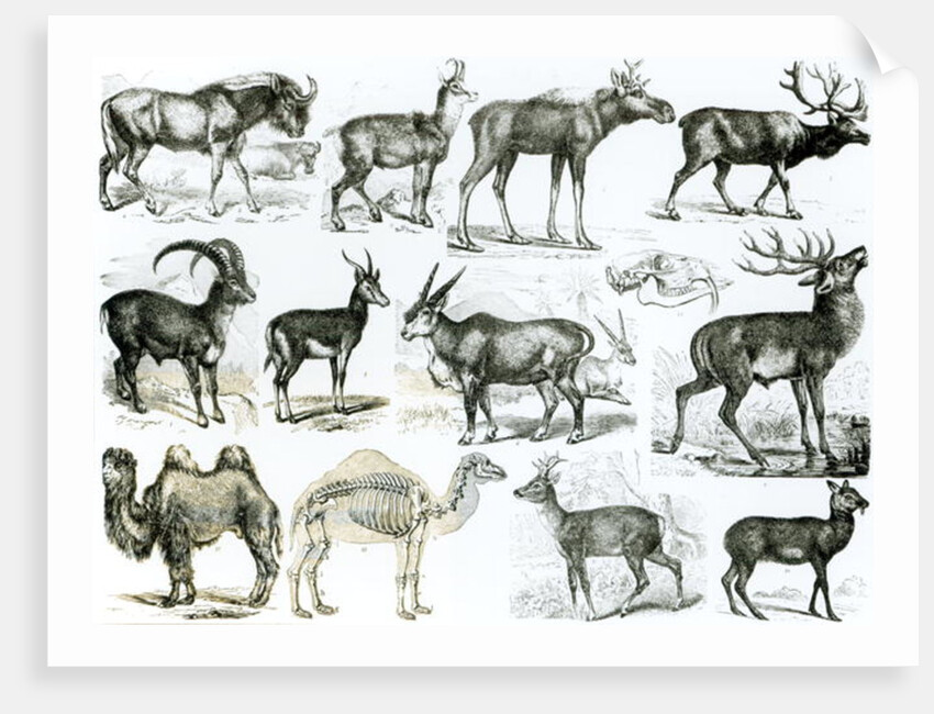 Ungalata or Hoofed Animals by School English