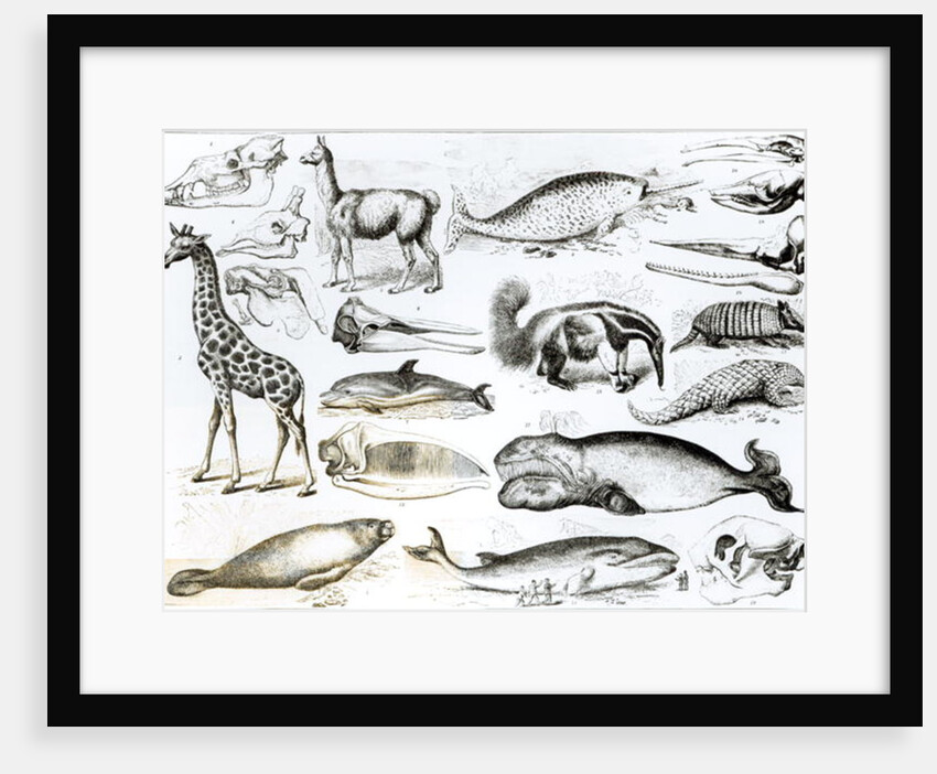 Cetacea Edentata by School English