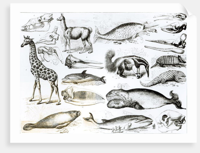 Cetacea Edentata by School English