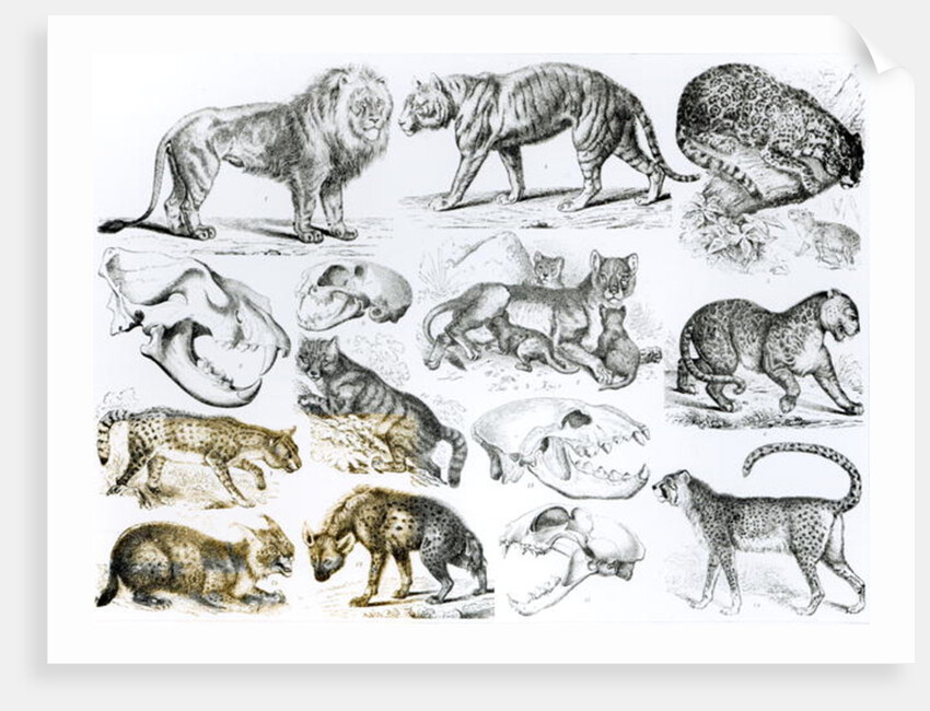 Carnivorous Animals by School English