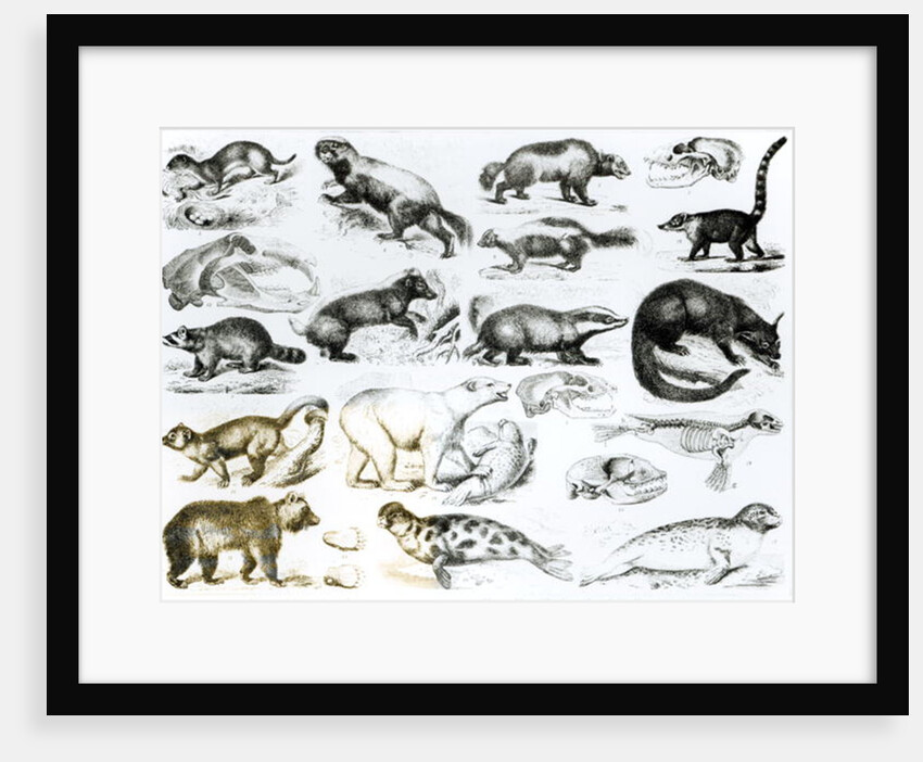Carnivorous Animals by School English