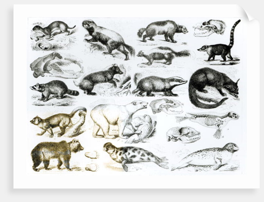 Carnivorous Animals by School English