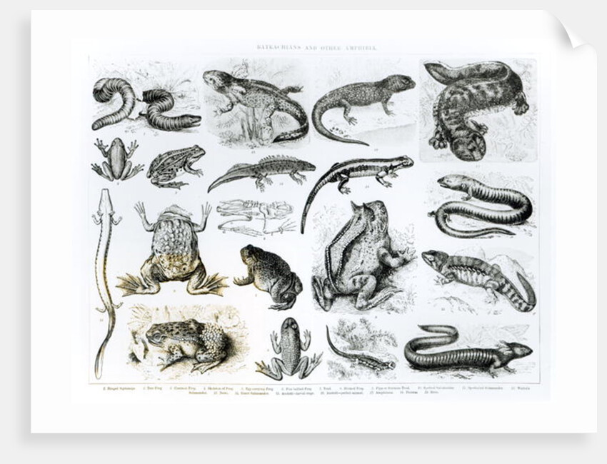 Batrachians and other Amphibia by School English