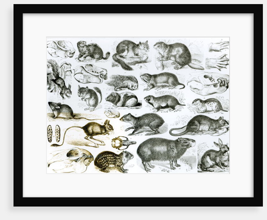 Rodentia-Rodents or Gnawing Animals by School English