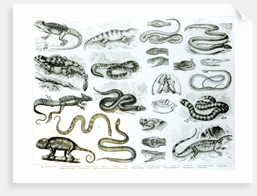 Reptiles, Serpents and Lizards by School English