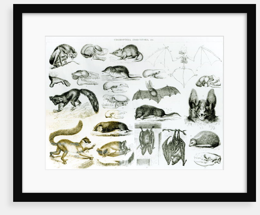Cheiroptera, Insectivora by School English