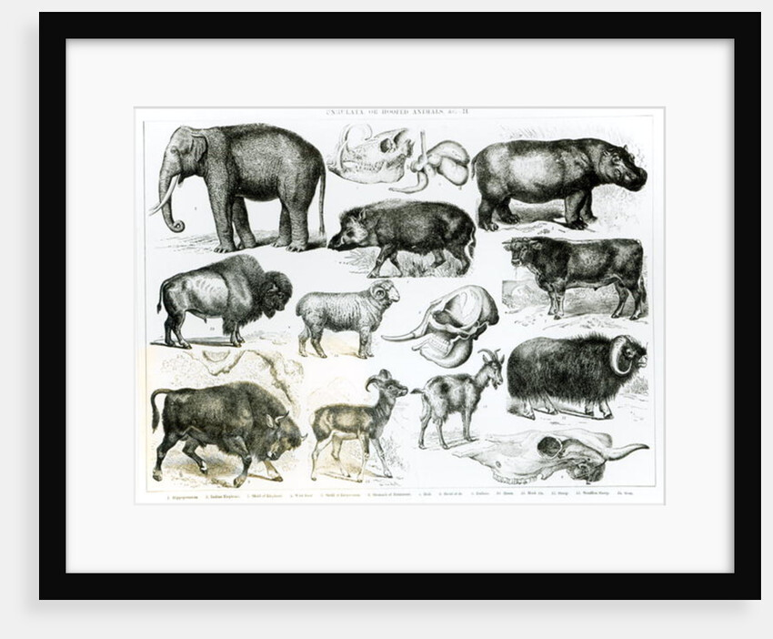 Ungulata or Hoofed Animals by School English