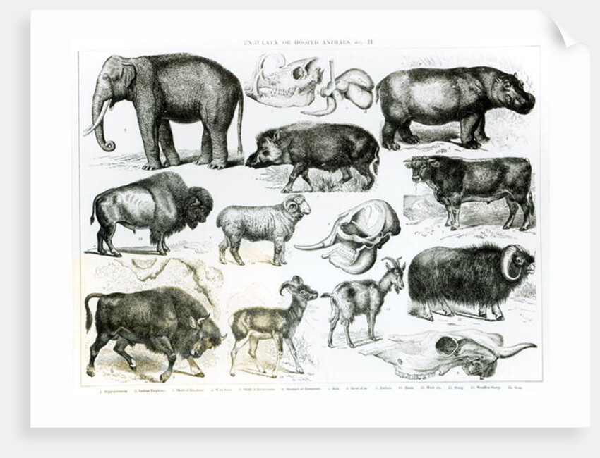 Ungulata or Hoofed Animals by School English