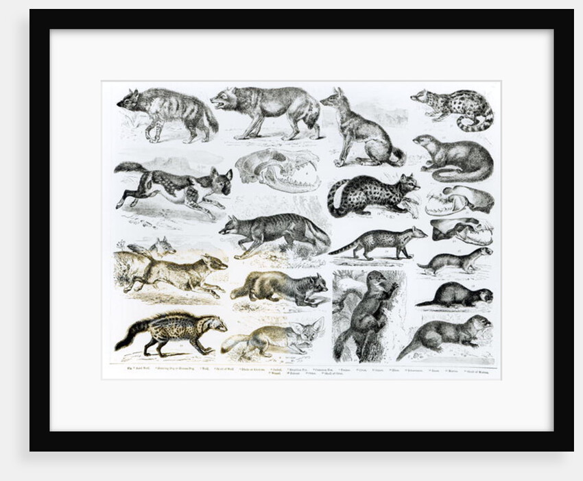 Carnivorous Animals by School English