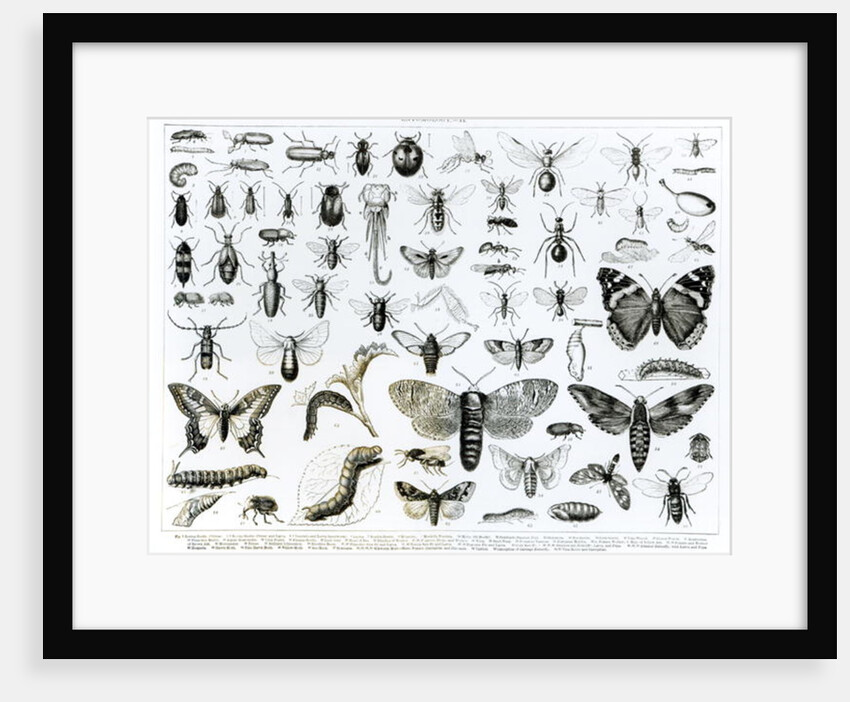 Entomology by School English